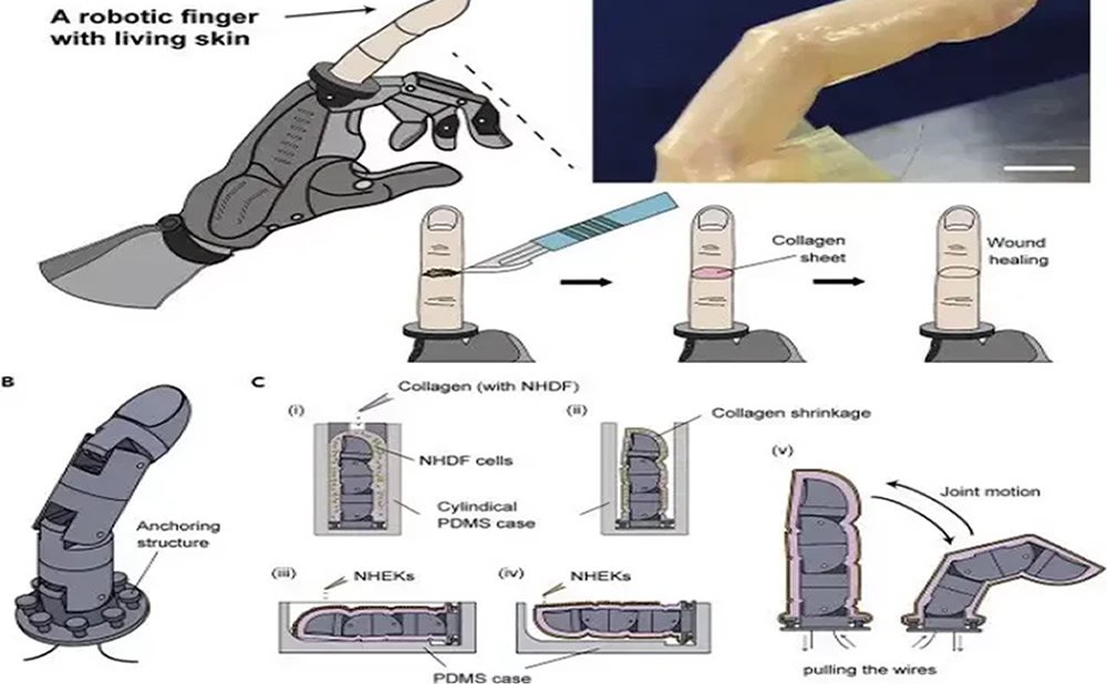 Un dedo biohíbrido atrae la «piel viva» autoregenerativa para los robots sexuales